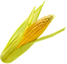 Maize Cattle Feed