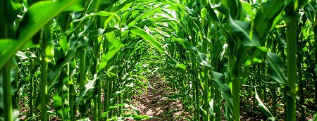 Golden Harvest Farm
