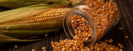 Hybrid & Organic Seeds Supply