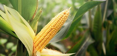 Global agri logistics
