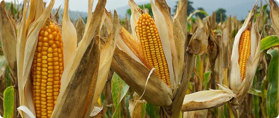 Indian Milling Wheat