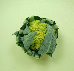 Fresh Cabbage